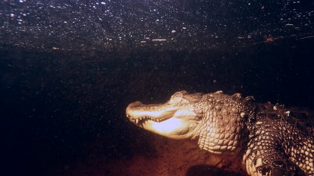 alligator laying suspended under water slomo at night