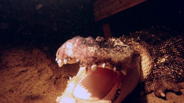 alligator under water beneath dock opens mouth as warning to camera slomo