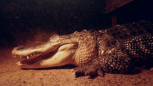 alligator underwater night slowly approach face slomo