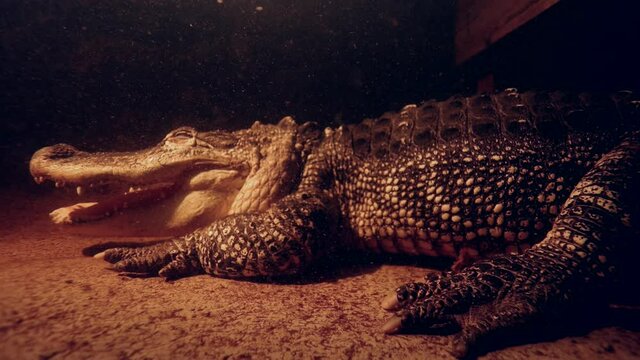 alligator underwater opens mouth and turns towards camera slomo