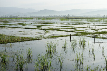 Flooded rice paddies near Dali with early-morning mist, Yunnan Province, China