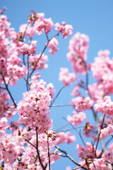 少し早咲きの美しい陽光桜