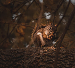 squirrel on a tree
