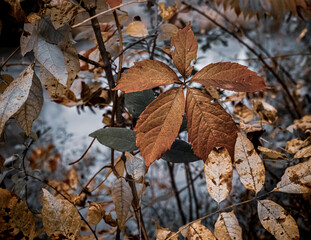 autumn leaves in the snow