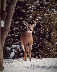 Deer in the snow 