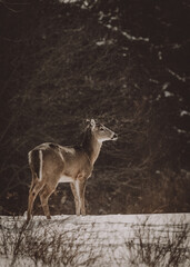 deer in the woods
