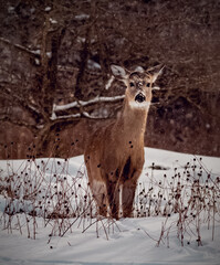 Fototapeta premium deer in the snow