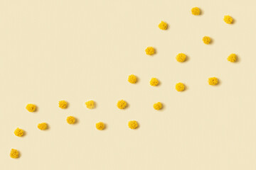 Mimosa flower with round fluffy yellow blossom close up. Natural branch of flowers. Minimal spring holiday concept monochrome color