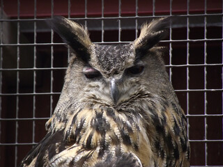eagle owl in a cage