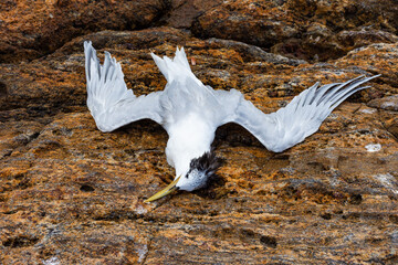 dead seagull on the rock