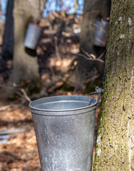 Maple sap dripping into bucket, maple syrup, Ontario Canada