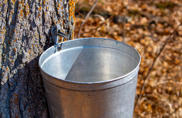 Fototapeta premium Spring! Maple sap dripping into bucket, Ontario Canada