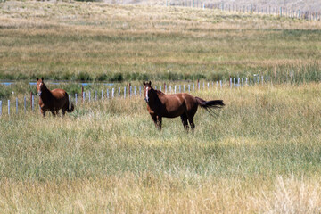brown horses in pasture, in argentinian patagonia