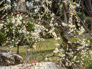 梅の木　広島市 縮景園