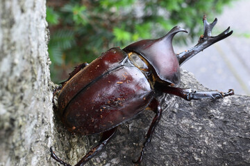 Close up of beetle, a big insect