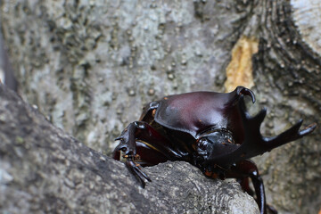 Close up of beetle, a big insect