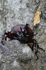 Close up of beetle, a big insect