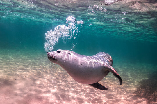 Australian Sea Lion swimming in the crystal clear water, Australia