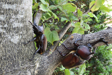 Close up of beetle, a big insect