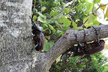 Close up of beetle, a big insect