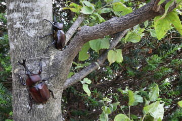 Close up of beetle, a big insect