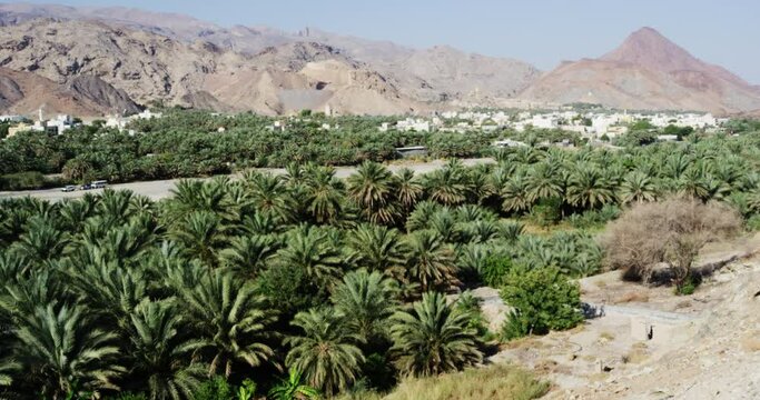 Palm tree plantation in front of arid hills in Fanja, Oman, handheld wide shot