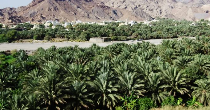 Palm tree plantation in front of arid hills in Fanja, Oman, wide shot pan left