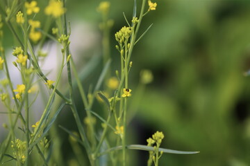 yellow flowers in a field