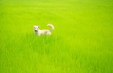 Dog looking something on greenery rice field.