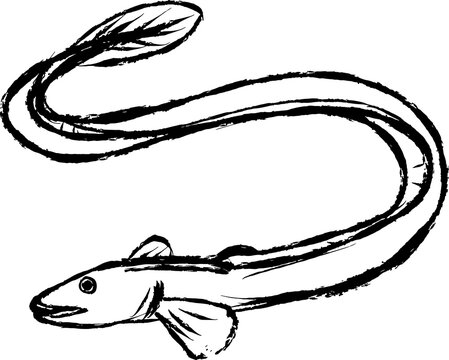 田鰻 の画像 1 229 件の Stock 写真 ベクターおよびビデオ Adobe Stock