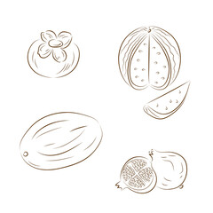 Line art fruits. Set of fruits: persimmon, watermelon, melon, pomegranate
