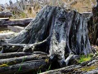 Fototapeta na wymiar Driftwood strewn along the beach at the Western Canada shore