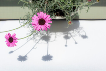 ローダンセマムの花と淡い影