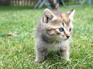 Naklejka na ściany i meble Two month old kitten very small on the green grass. Close