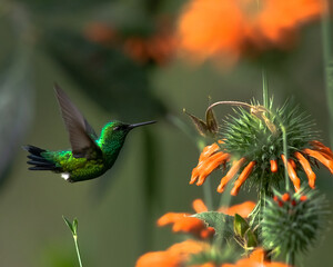 Colibrí pequeño en el aire volando hacia flores de oreja de león