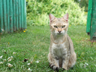 A cute sand-colored cat sits on the green grass at full height. A sunny summer day. Out of town