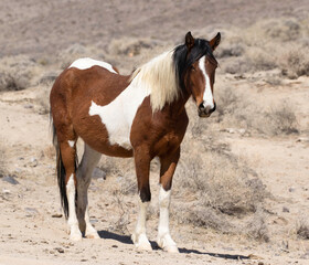 Obraz premium wild pinto horse