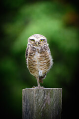 burrowing owl at rest