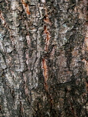 texture natural tree