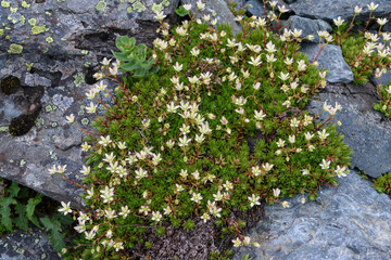 Fototapeta premium シコタンソウ