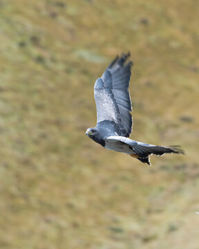 &Aacute;guila volando con el p&aacute;ramo de fondo