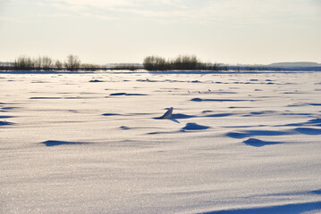 Evening on the Irtysh River, Omsk region, Siberia, Russia