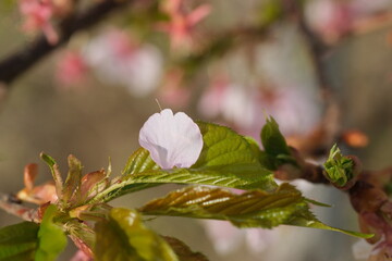 お花見。満開の桜。Hanami Festibal. Beautiful Japanese Cherry Blossoms.