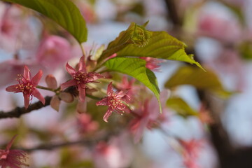 お花見。満開の桜。Hanami Festibal. Beautiful Japanese Cherry Blossoms.