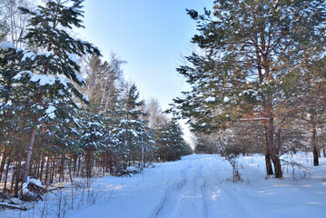 Winter Siberian forest, Omsk region