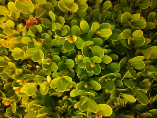 plants in the garden