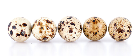 A row of quail eggs