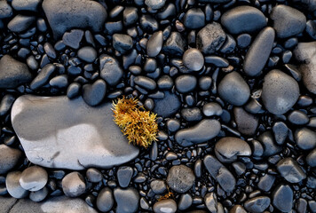 Sargasso sea weed (Sargassum) between stones on the beach.