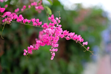 Delicate pink flowers on a twig, blurred green foliage in background.