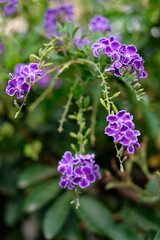 Delicate blue flowers in the home garden.